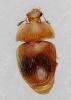 Cychramus luteus